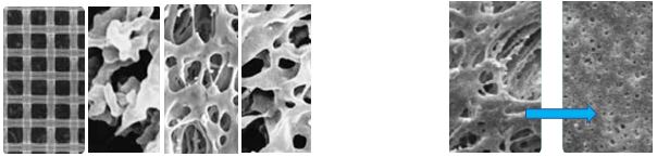 用于過濾的膜的SEM
